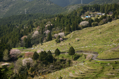 丸山千枚田