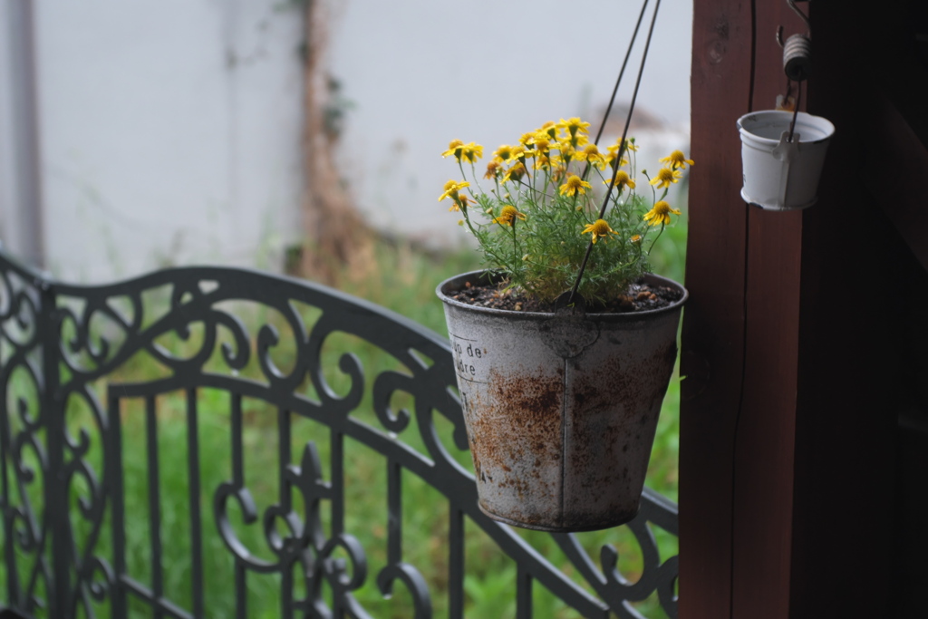 雨　花