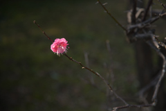 荒山公園　梅林