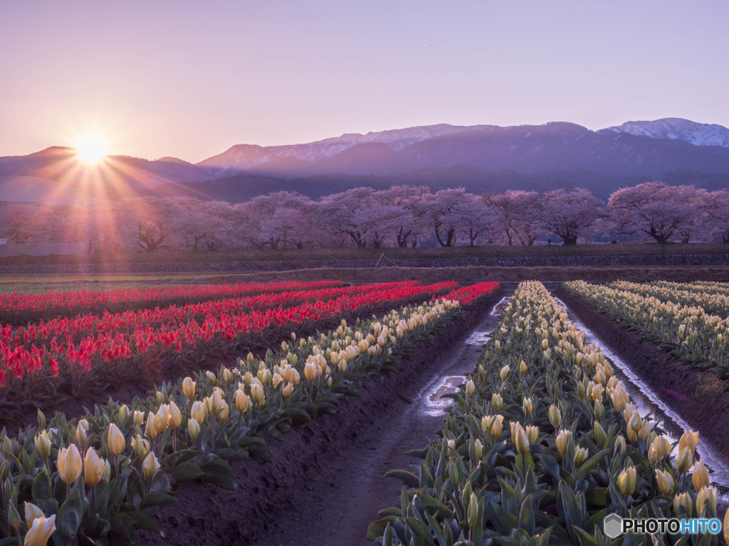 舟川べり春の四重奏