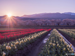舟川べり春の四重奏