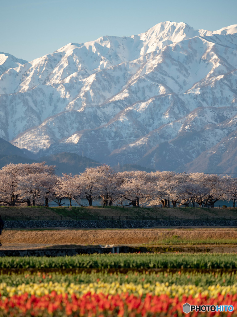 舟川 春の四重奏