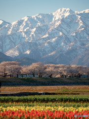舟川 春の四重奏