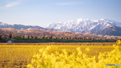 舟川べり春の四重奏