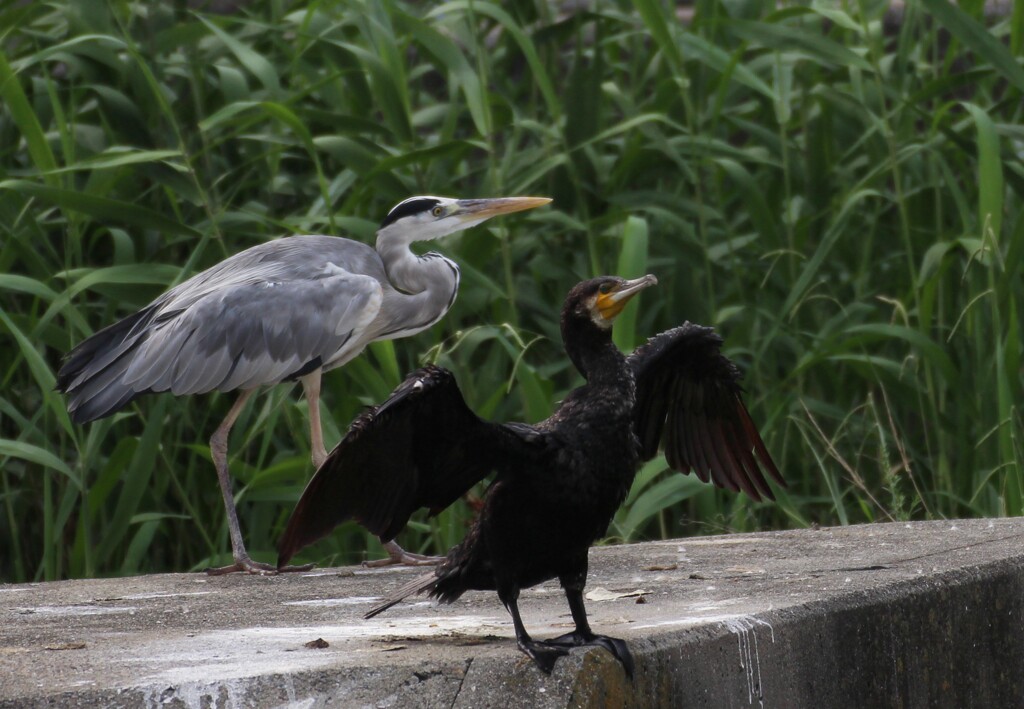 カワウとアオサギ