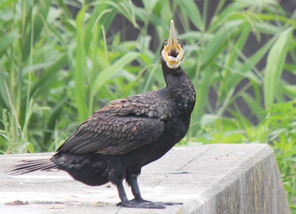 カワウの欠伸