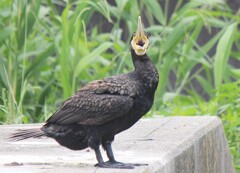 カワウの欠伸