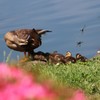 カルガモ親子とトンボ