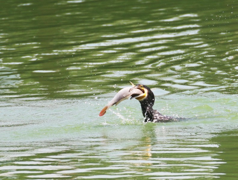 カワウの鵜呑み