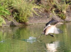 水上走りのカイツブリ幼鳥