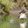 水上走りのカイツブリ幼鳥