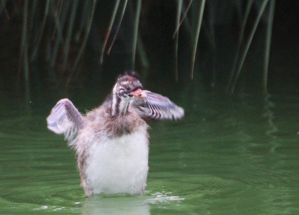 カイツブリ幼鳥