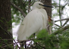 この鳥は