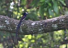 サンコウチョウ