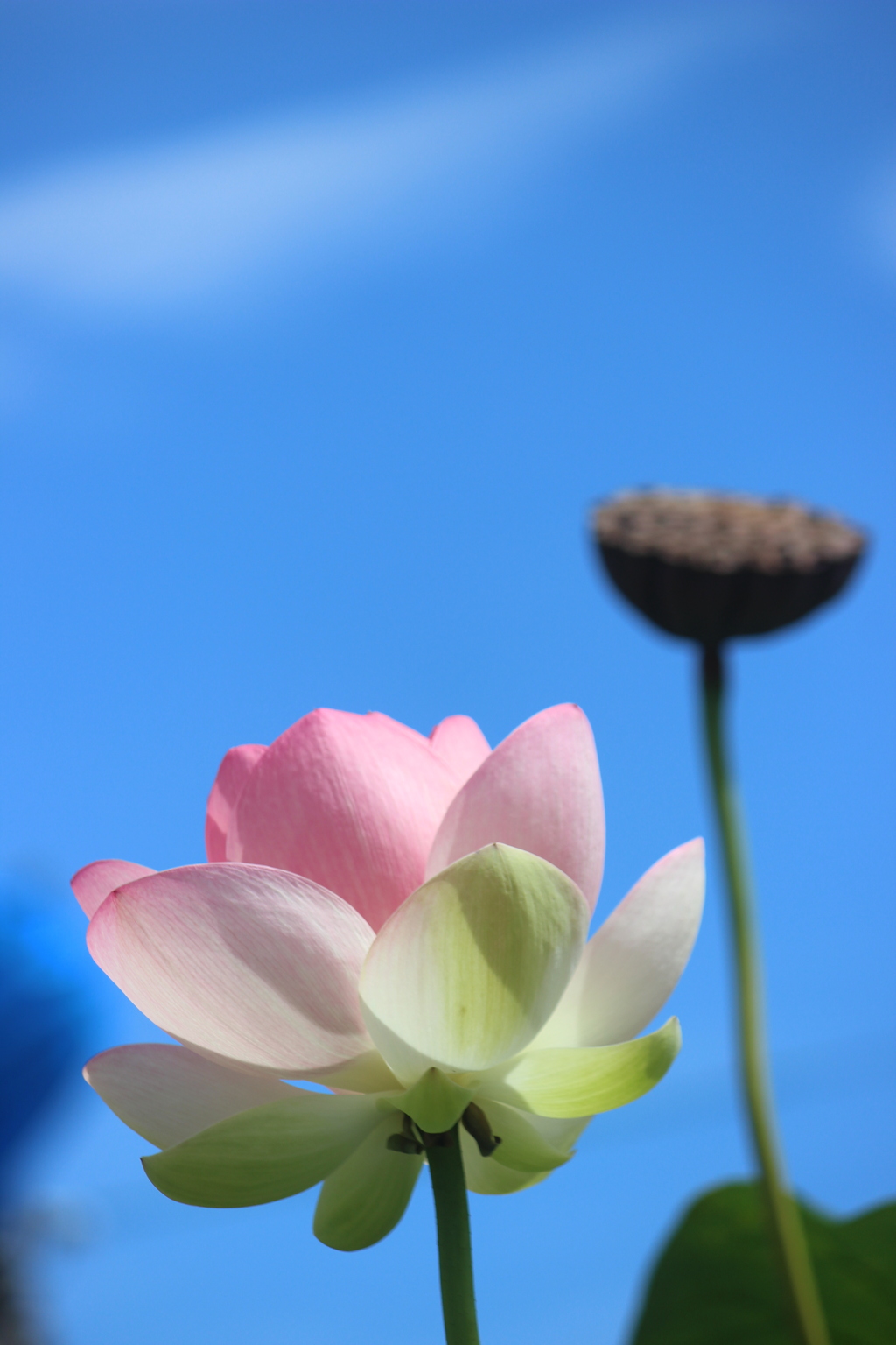 青空に向かって