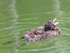 カイツブリのヒナ