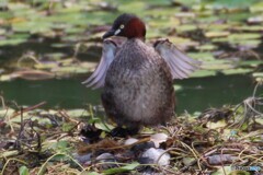 カイツブリのエンジェルポーズ？