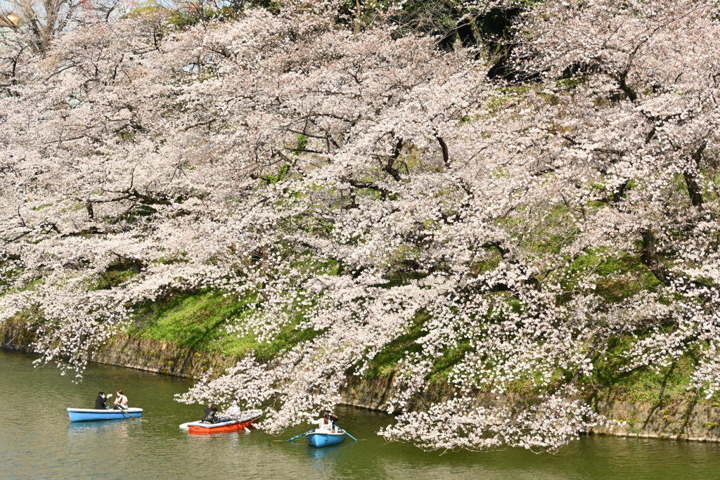 千鳥ヶ淵