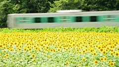烏山線 向日葵1