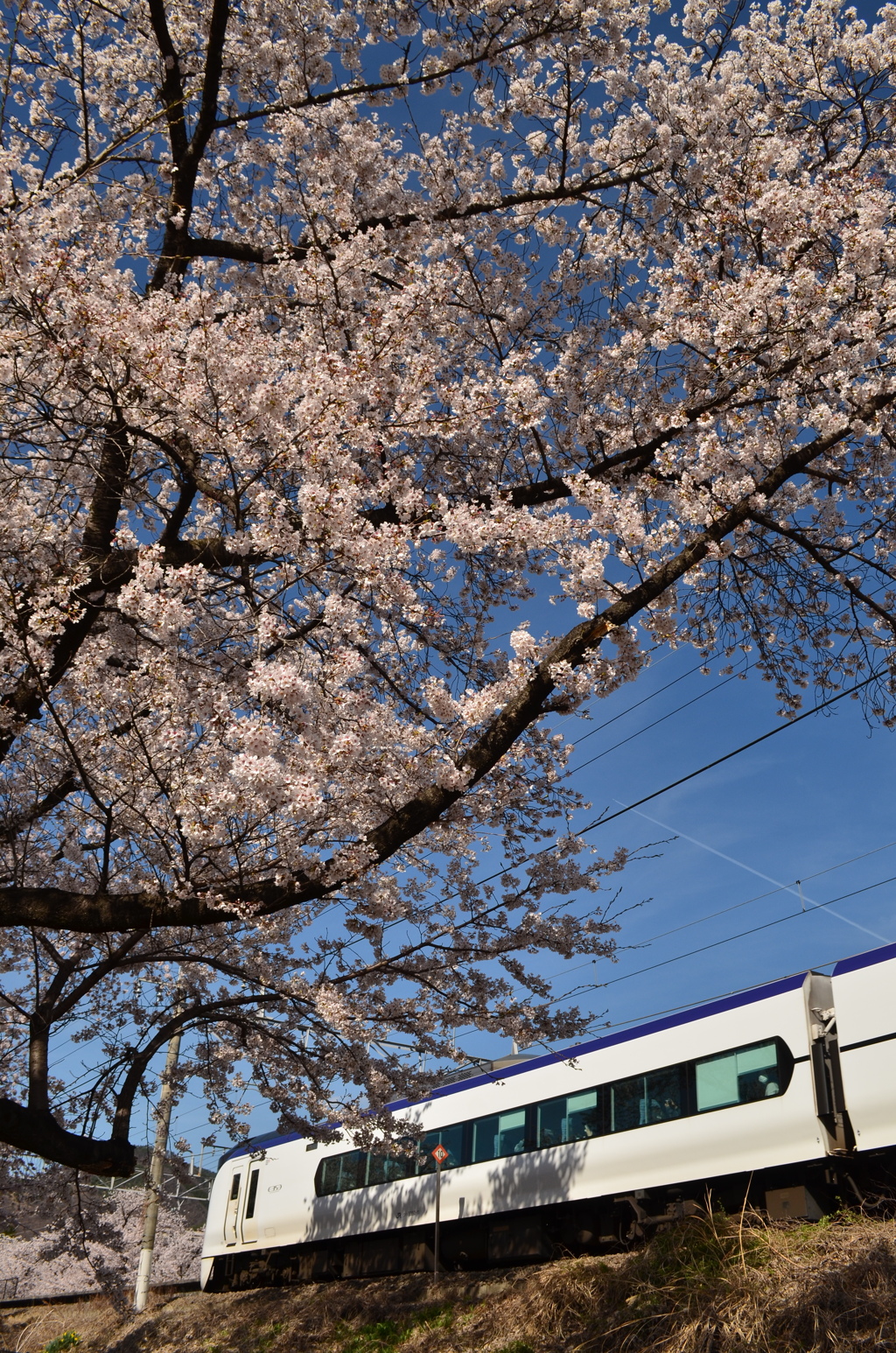 甚六桜２