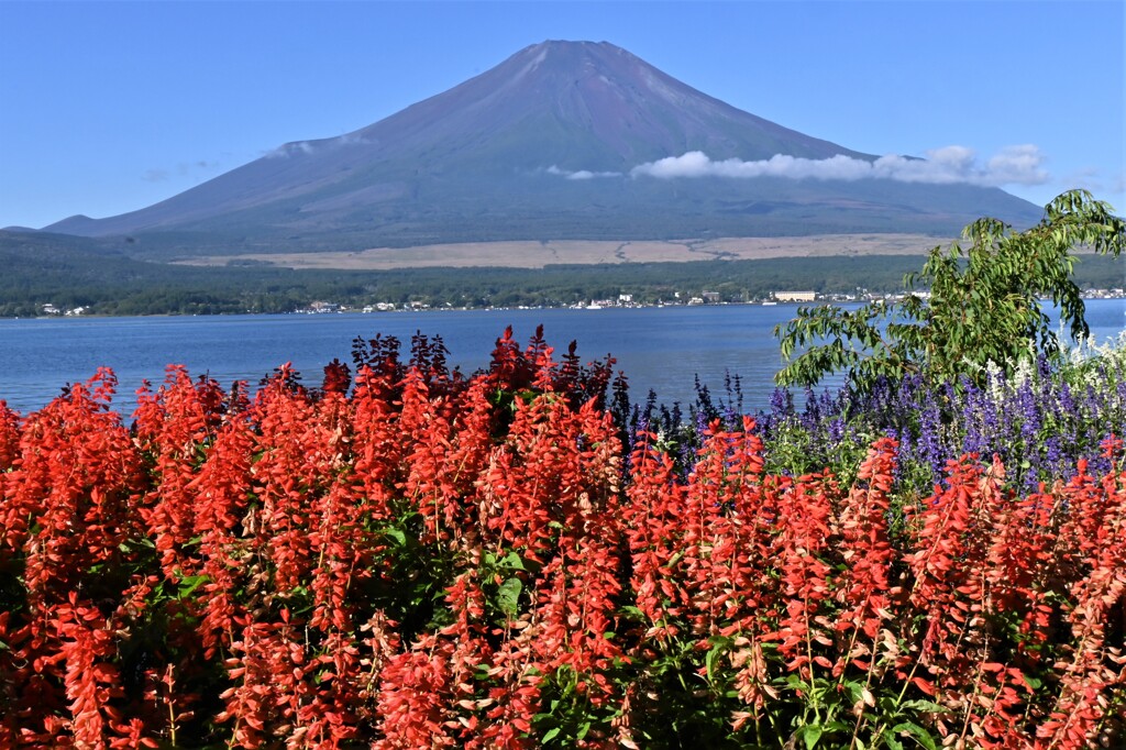山中湖と富士山