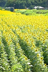 烏山線 向日葵 2