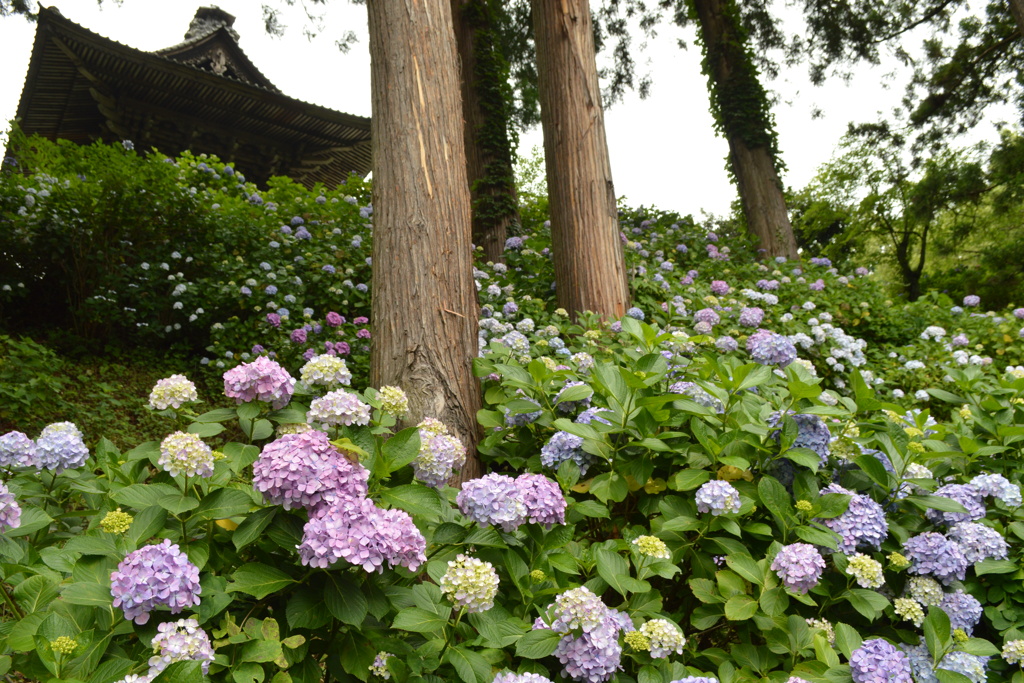 妙法寺３