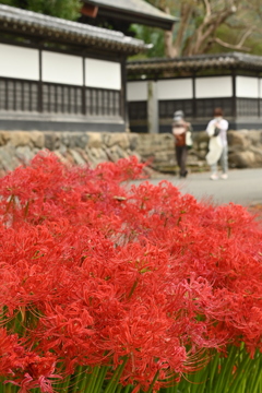 大悲願寺 彼岸花2