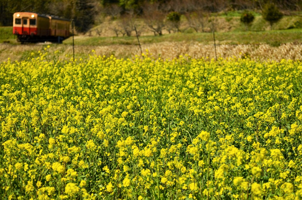 石神の菜の花畑