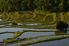 石部の棚田2