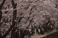 甚六桜公園