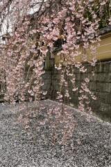 円通寺の桜２