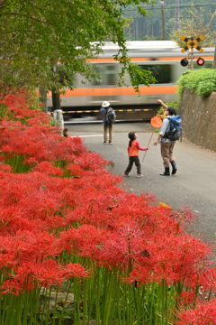 大悲願寺彼岸花1