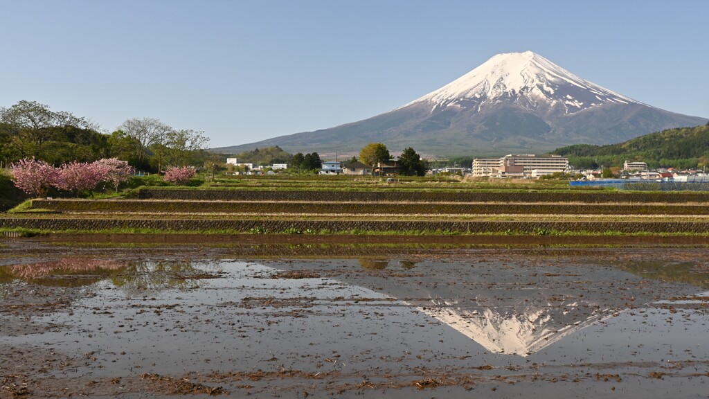 田んぼの水鏡