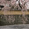 円通寺の桜１