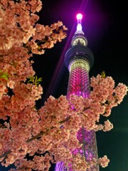 スカイツリーと河津桜