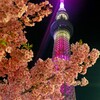 スカイツリーと河津桜