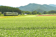 高原のレタス畑