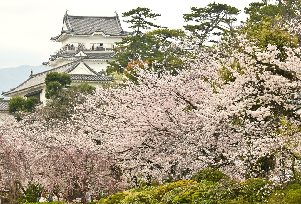 小田原城