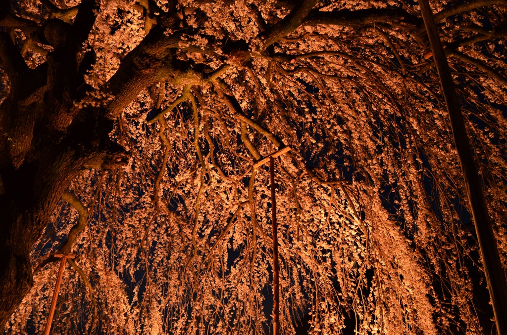 周林寺のイトザクラ