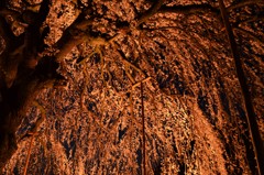 周林寺のイトザクラ