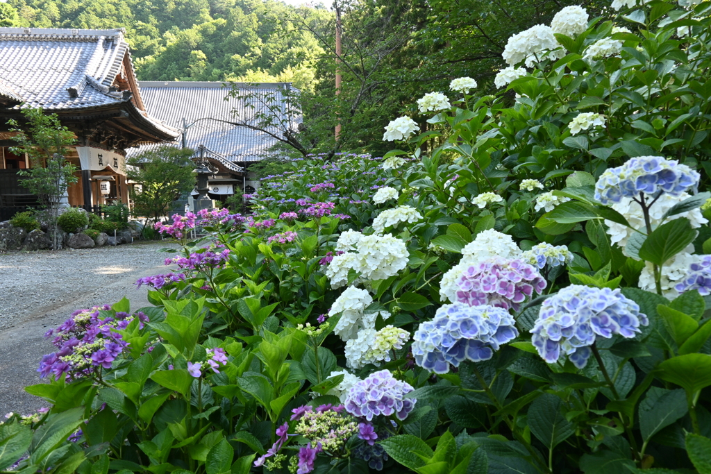 妙法寺