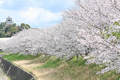 掛川城２
