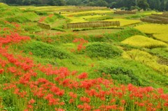 寺坂棚田