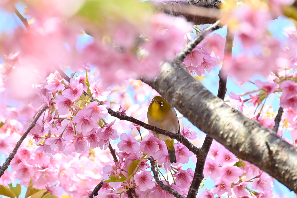 河津桜２