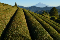 吉原からの富士山