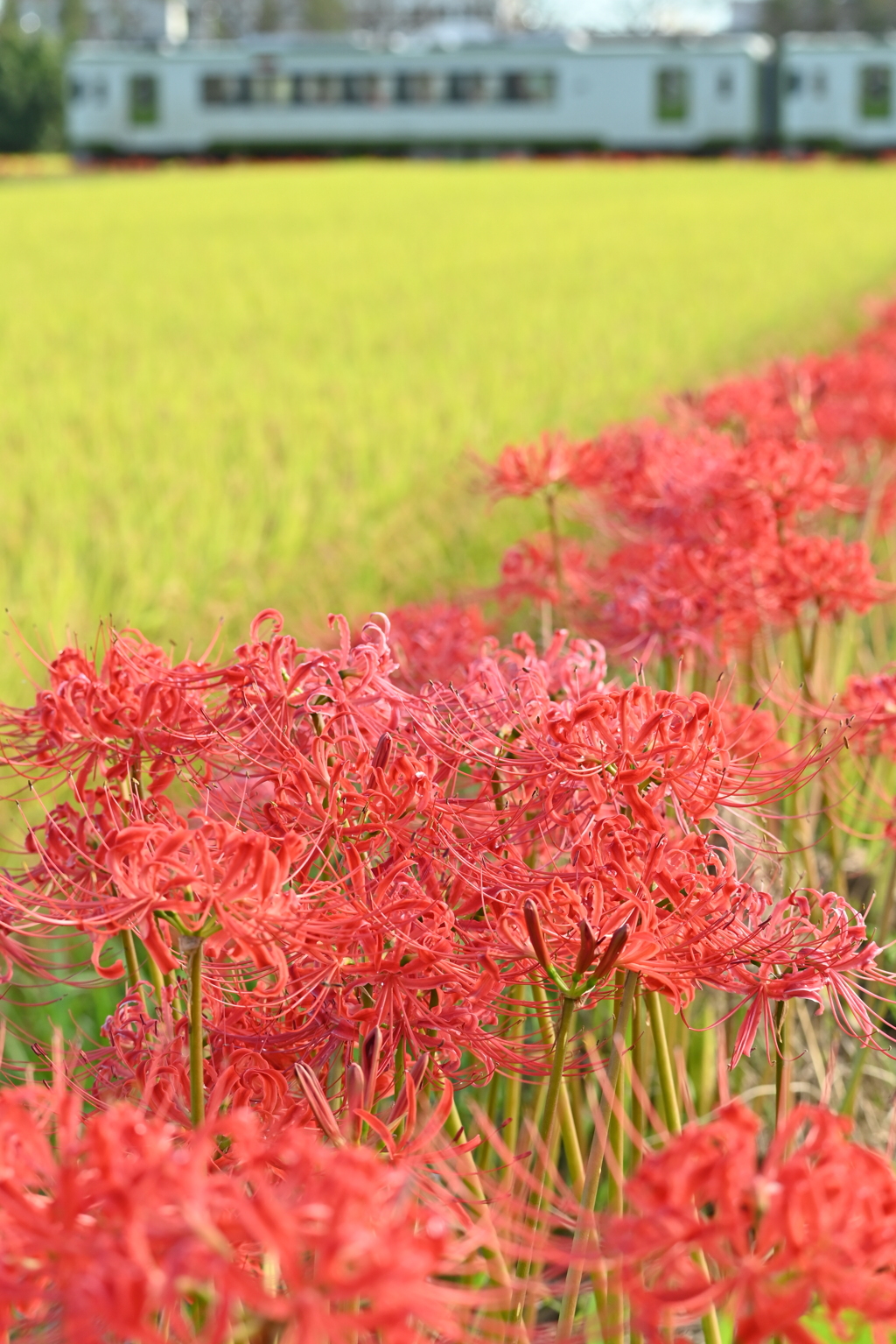 彼岸花