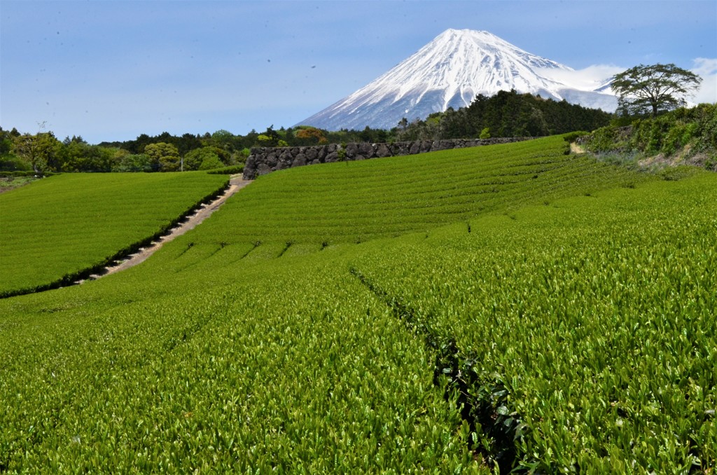 今宮の茶畑