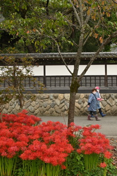 大悲願寺 彼岸花3