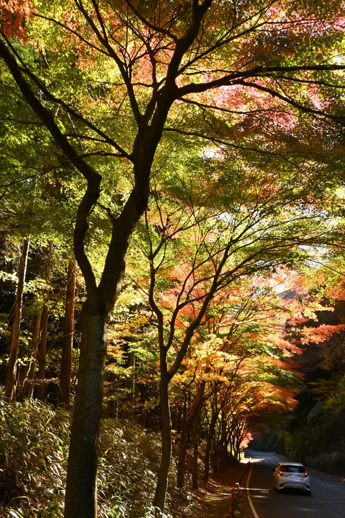 紅葉のトンネル